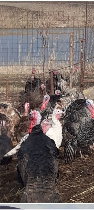 curcani de țară de vânzare