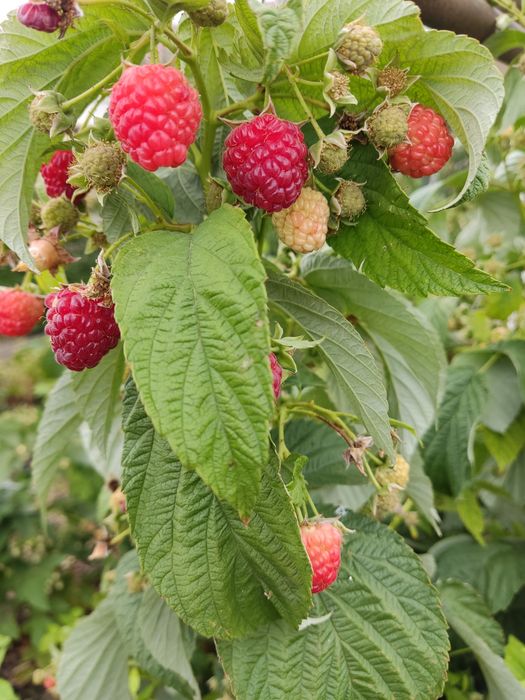 Продам малину, сладкая, крупная.
