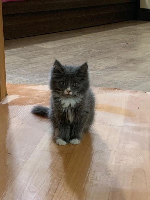 милый котенык маленький