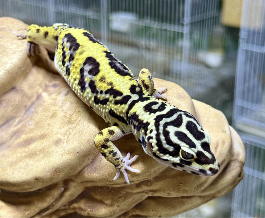 Эублефары (bandit) взрослые самцы