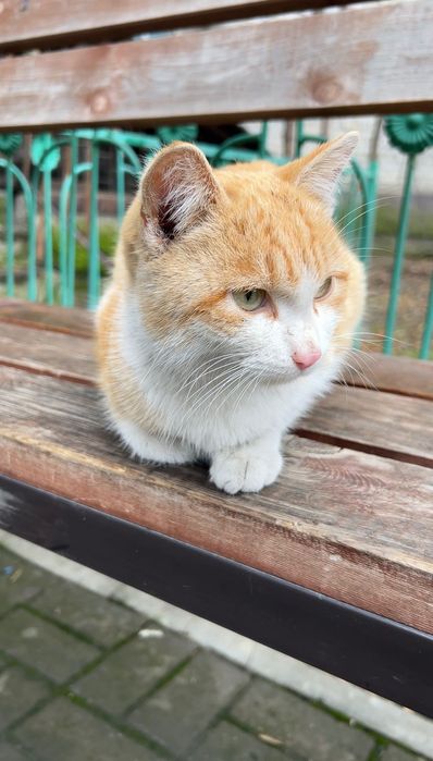 Рыжий котик, который приносит счастье в дом