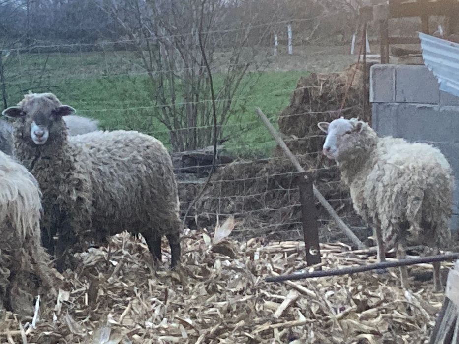 De vânzare berbecuți