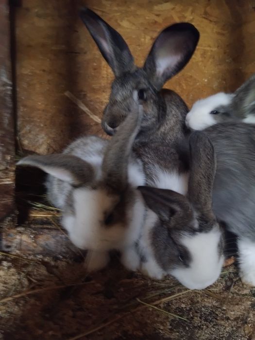 Vând iepuri de rasa