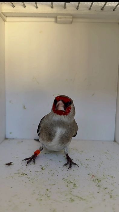 Sava norchala sotladi