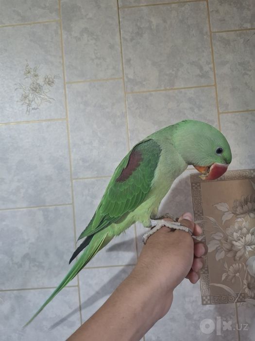 Александрийский попугай