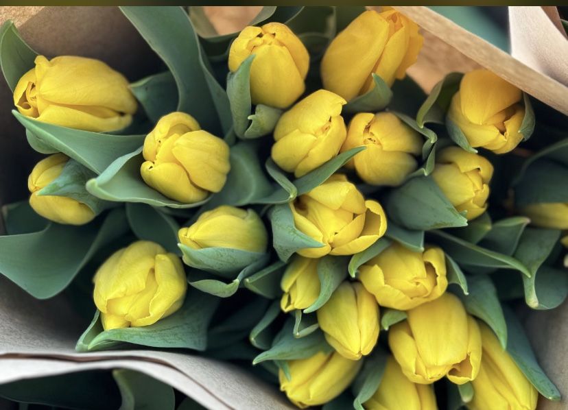 Принимаем заказы на тюльпаны оптом и в розницу