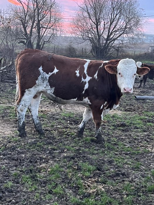 Продавам телета