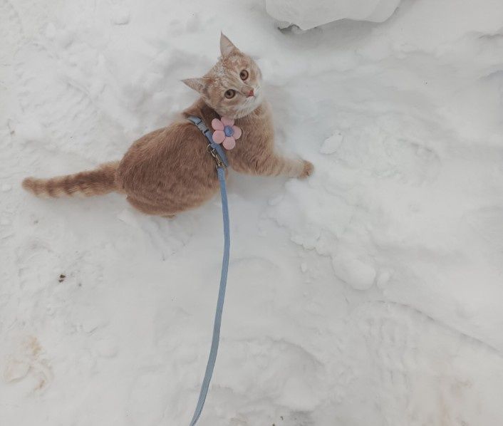 Передержка кошек