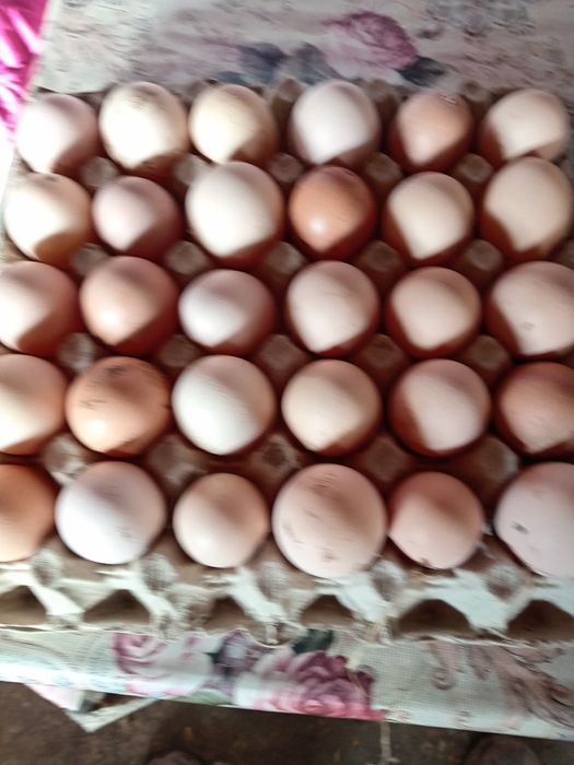 Vând oua de casă bio