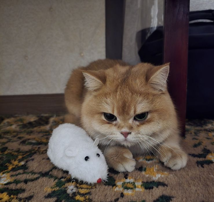 вязка с котом BRI-12