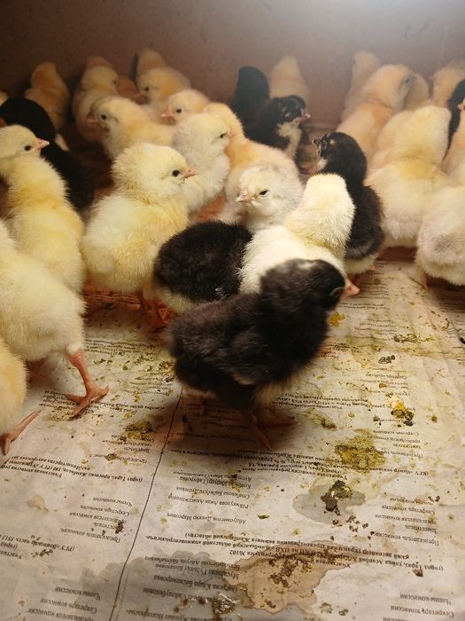 Циплята породы адлер