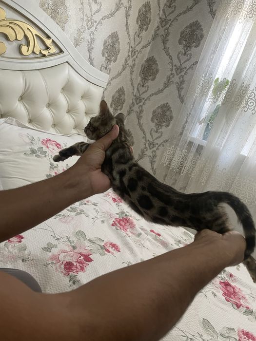 Бенгал тозза кон