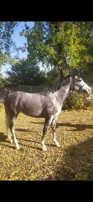 Продам.  Кобыла 2020 года рождения.