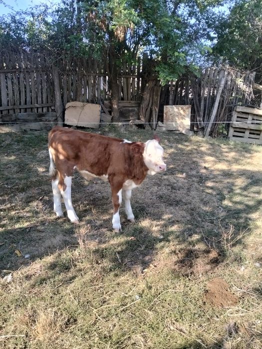 Vaci de vânzare bălțată romaneasca