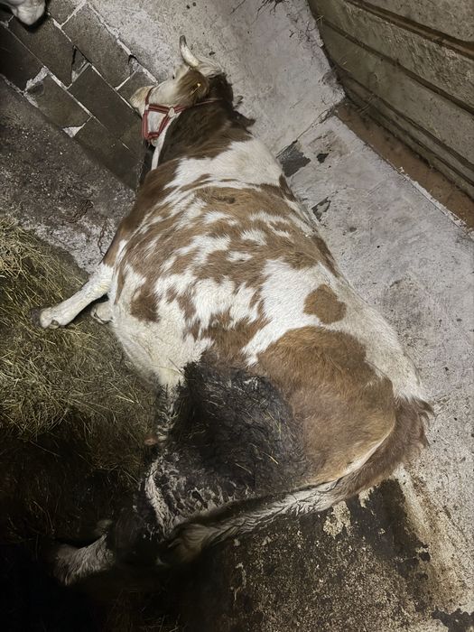 Vaca gestanata in 9 luni