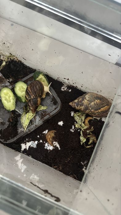 Улитки и аквариум