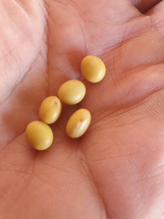 Соя. Пищевая соя.