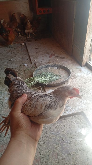 Карликови куры пара