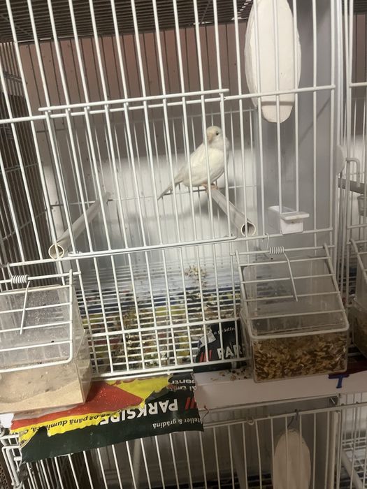 Canari cauta alta casa