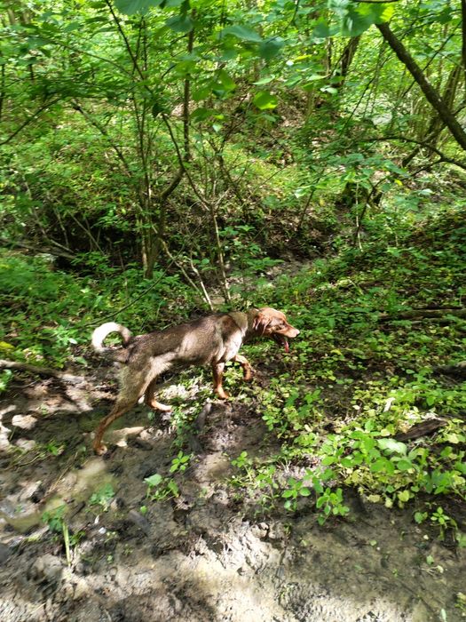 Copoi &Laika siberian femelă