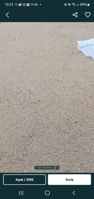 Grâu de panificație