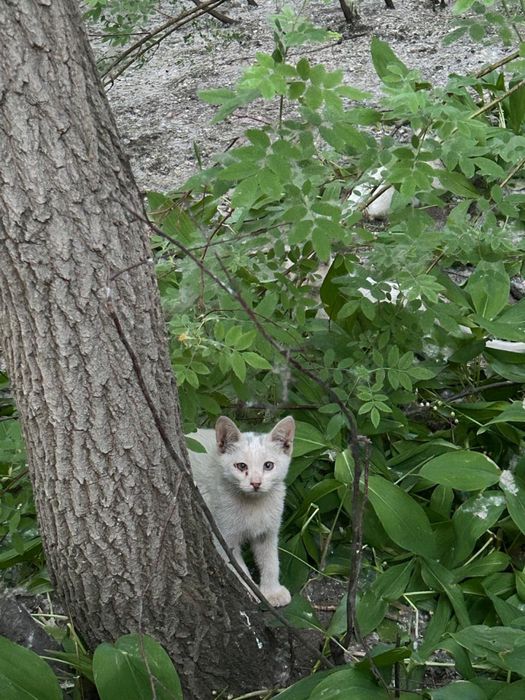 Котята бесплатно