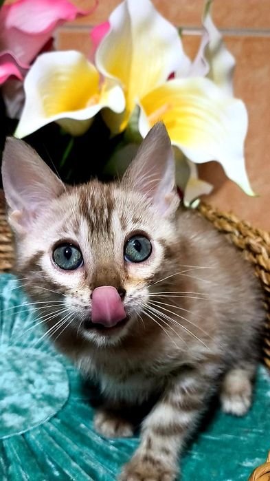 СНЕЖНЫЙ БЕНГАЛ, Котик- шик..