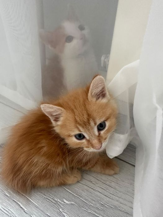 Котята мальчики