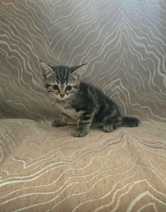 шотландские котята