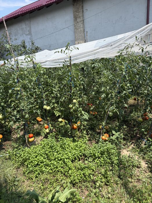 Casă individuală P+M cu teren de 4.800 mp, livadă și anexe – Corbeanca, comuna Vânătorii Mici, jud. Giurgiu