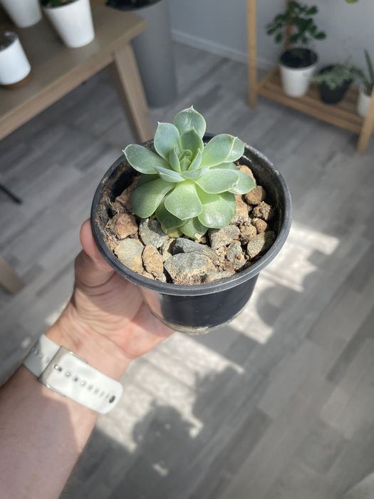 Суккуленты. Осталось 2 штуки