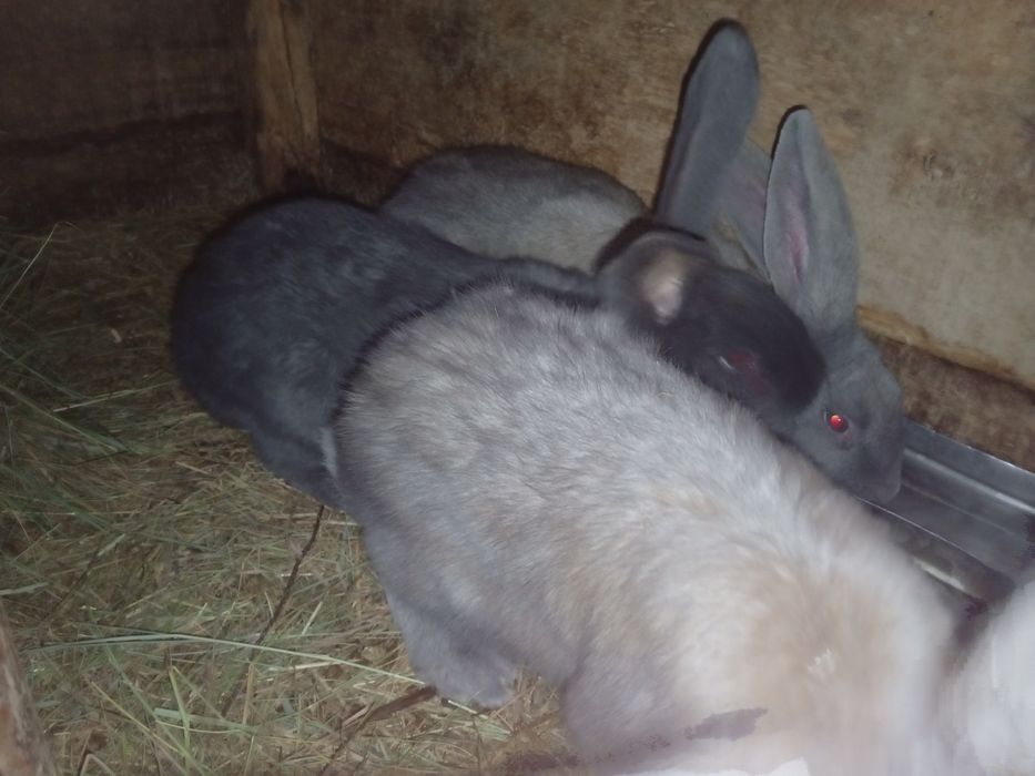 Продам  кроликов