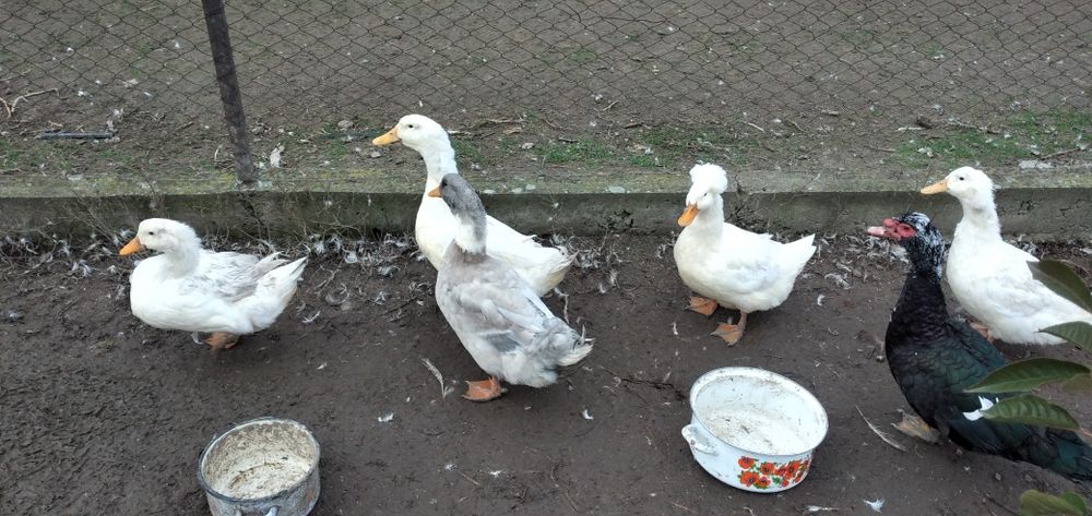 Vând rate mute și gălăgioase