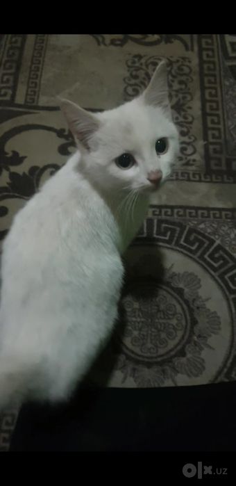 Turetskiy angora