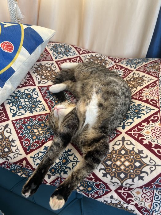 Котик Вислоухо 10.000