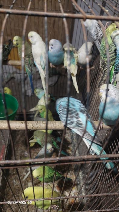 Perusi.Nimfe.Micul Alexandru.