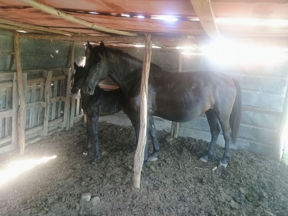 Продавам Дунавски кобили