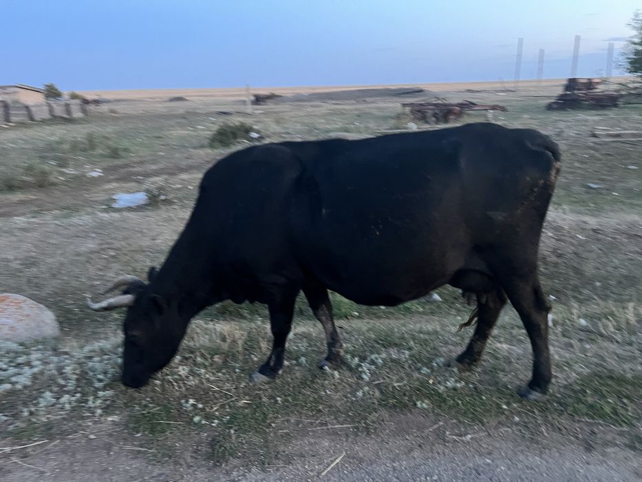 продам 5 голов КРС
