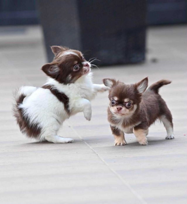 Мъжки дългокосмести мини чихуахуа шоколадови