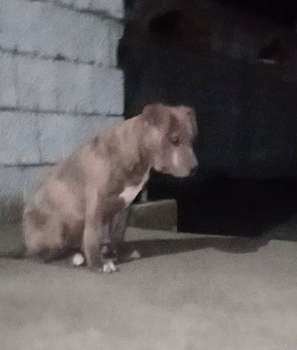 Сотилади тоза питбуль