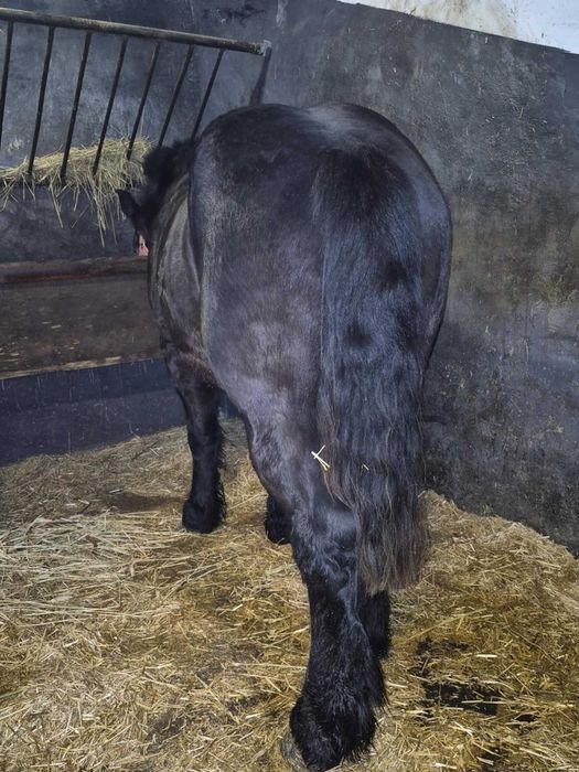 Vând 2 mânji de 2 ani la primavară