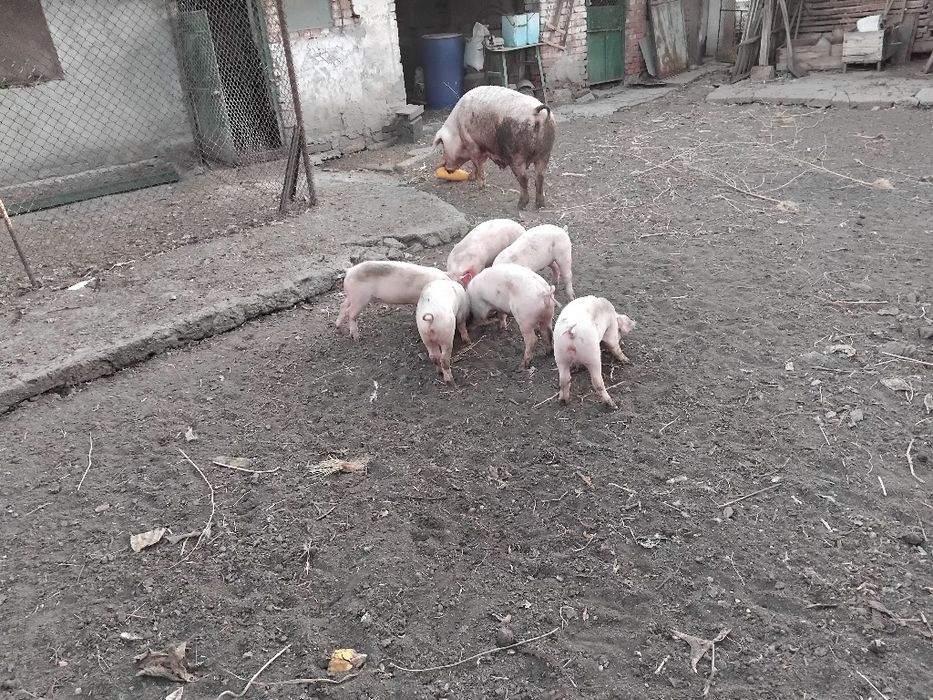 Продавам 6 броя  малки прасенца