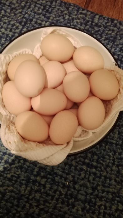 күрік тауыққа жұмыртқа салады