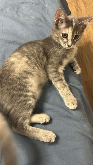 Продам котенка, приучена к лотку