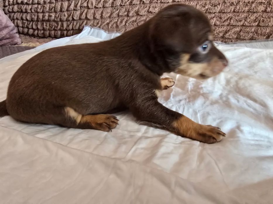 Продаются щенки тойтерьера