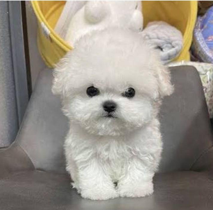 Возьму на передержку собачку