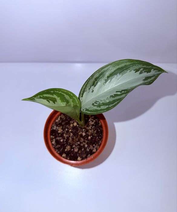 Аглаонема Сильвер Бей, комнатные растения , комнатные цветы