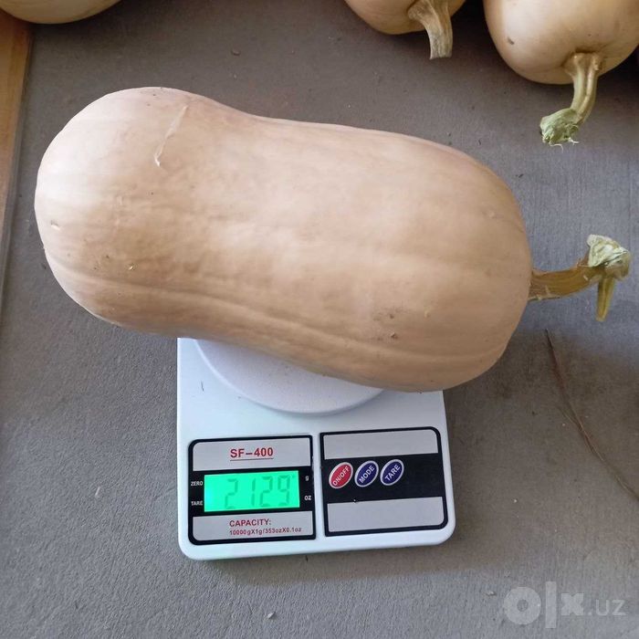 Oshqavoq Pluto sotiladi