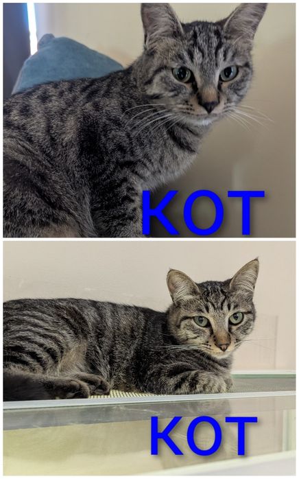 Котики-шпротики! В добрые руки