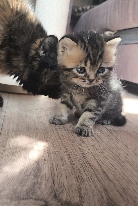 Британский мальчик из ПрофПитомника